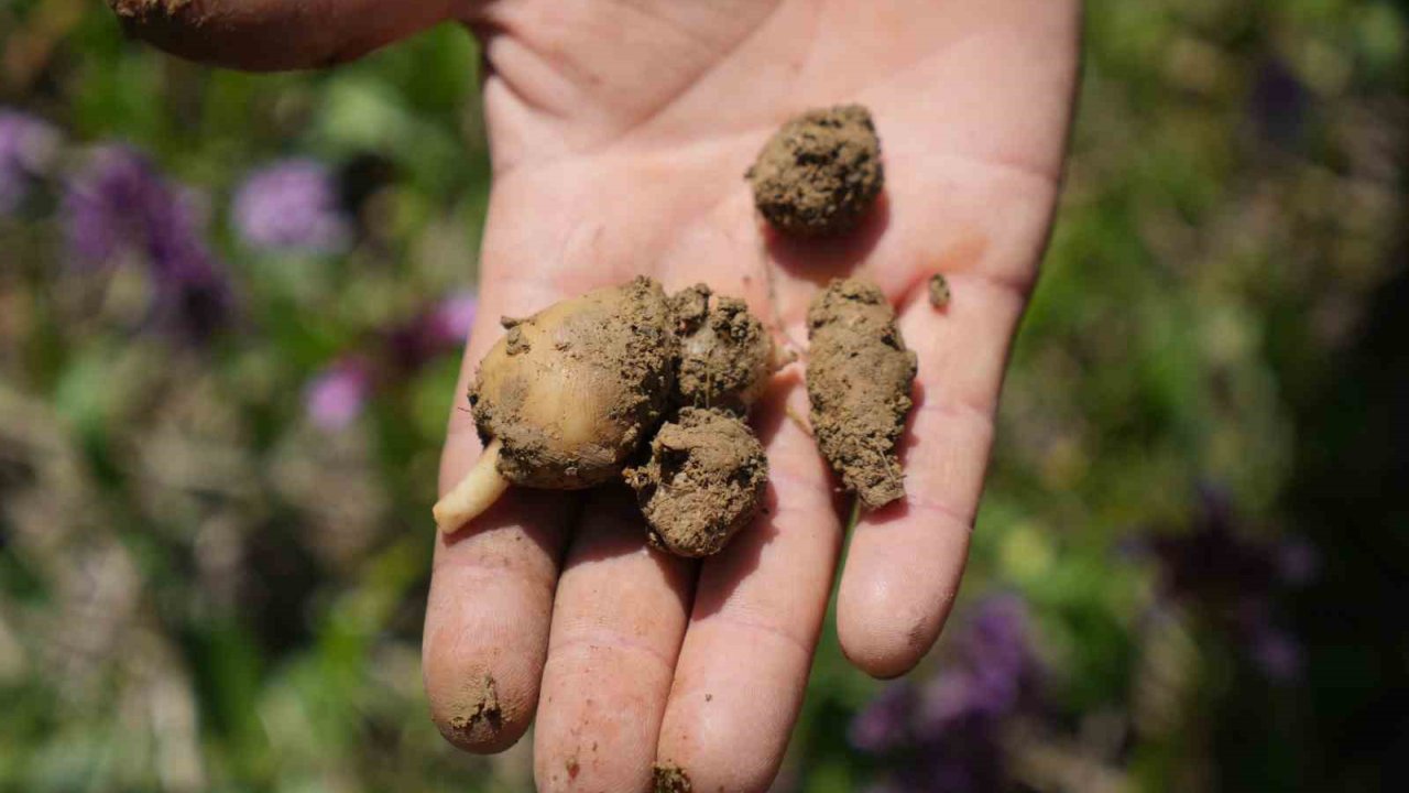 ’topraktaki Altın’ Salep: Kilosu 3 Bin Tl, 1 Dönümden 2,5 Milyon Tl Gelir