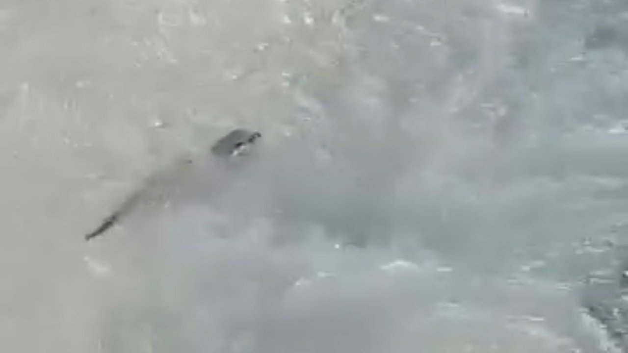 Yüksekova’da Su Samuru Görüntülendi