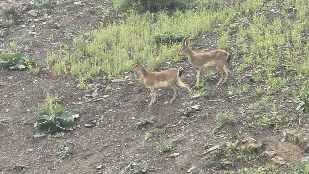 Hakkari’de Dağ Keçileri Kara Yoluna İndi