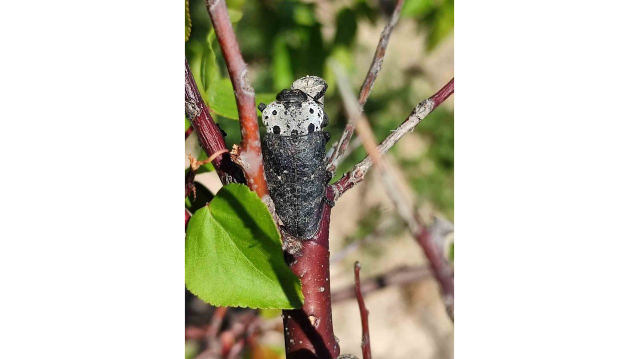 Salihli’de ‘Fidan Dip Kurdu’ Tehlikesi!