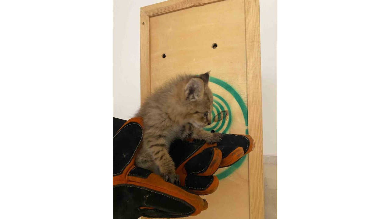 Şırnak’ta Nadir Görülen Saz Kedisi Yavrusu Bulundu