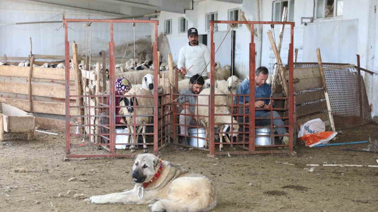 Elazığ’da 2024 Yılında Küçükbaş Hayvancılığa 41 Milyon Lira Destek Sağlandı