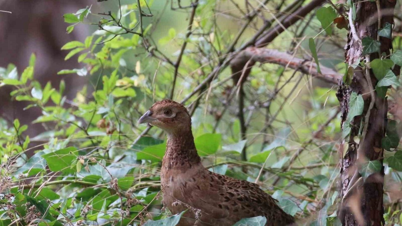 Kahverengi Kokarcaya Karşı Sülün