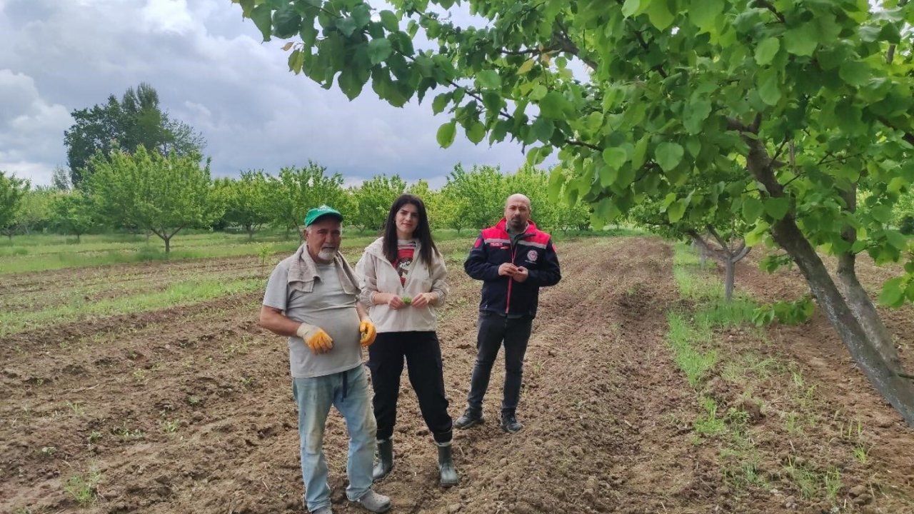 Mühendisler Kayısı Hastalıkları Ve Zararlılarına İlişkin Gözlemde Bulundular