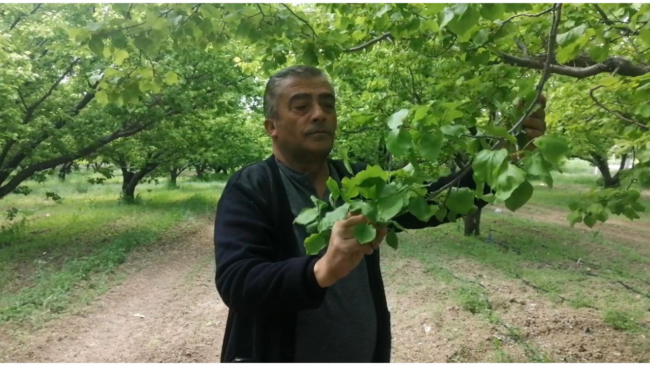 Isparta’da Don Kayısı Üreticilerini Zarara Uğrattı