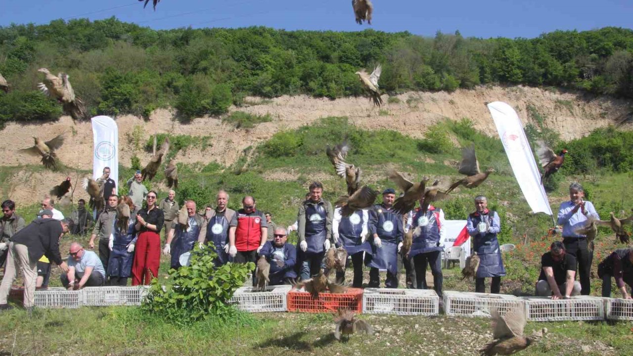 Ordu’da Kokarcaya Karşı Sülün