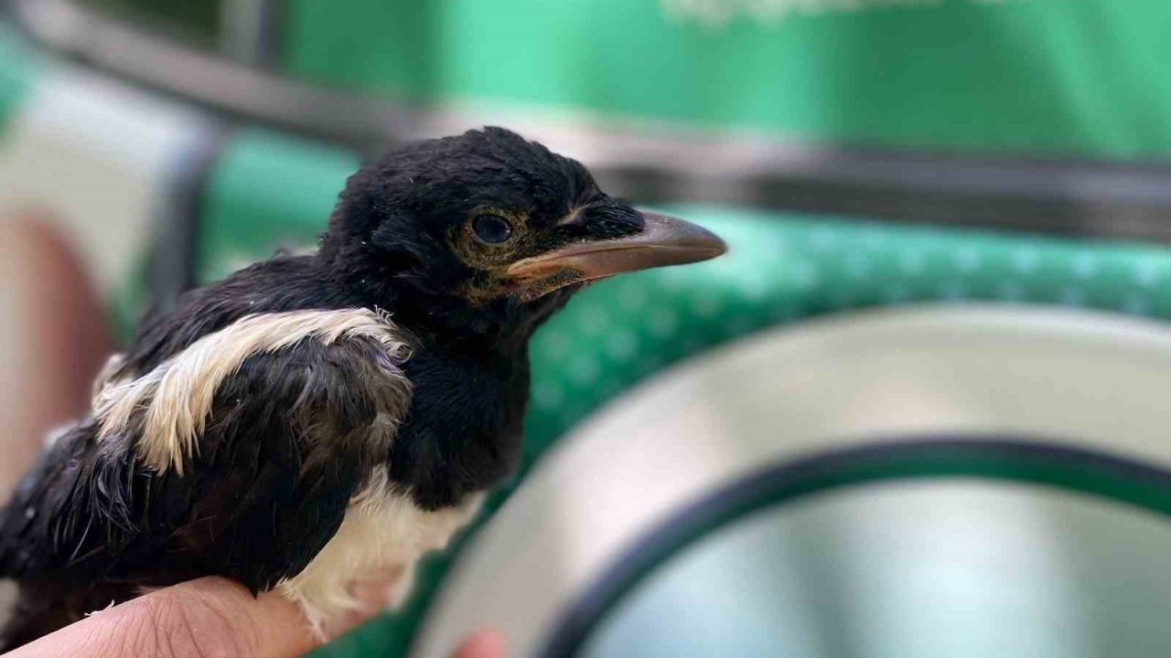 Yavru Kargaya Jandarma Şefkati