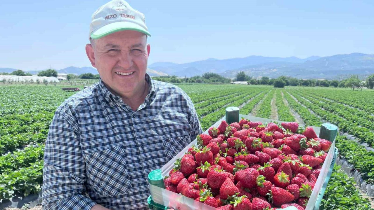 Emiralem’in Mis Kokulu Çilek Bahçelerinde Hasat Heyecanı