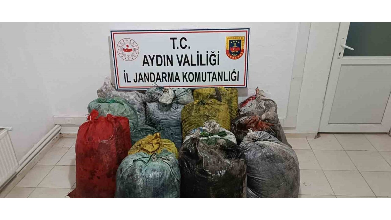 İzinsiz Zeytin Toplayan 11 Şüpheli Yakalandı