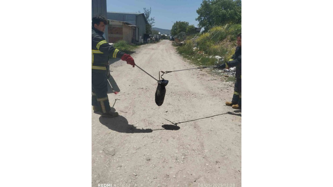 Gediz’de Baharın Gelmesiyle Yılanlar Görülmeye Başladı