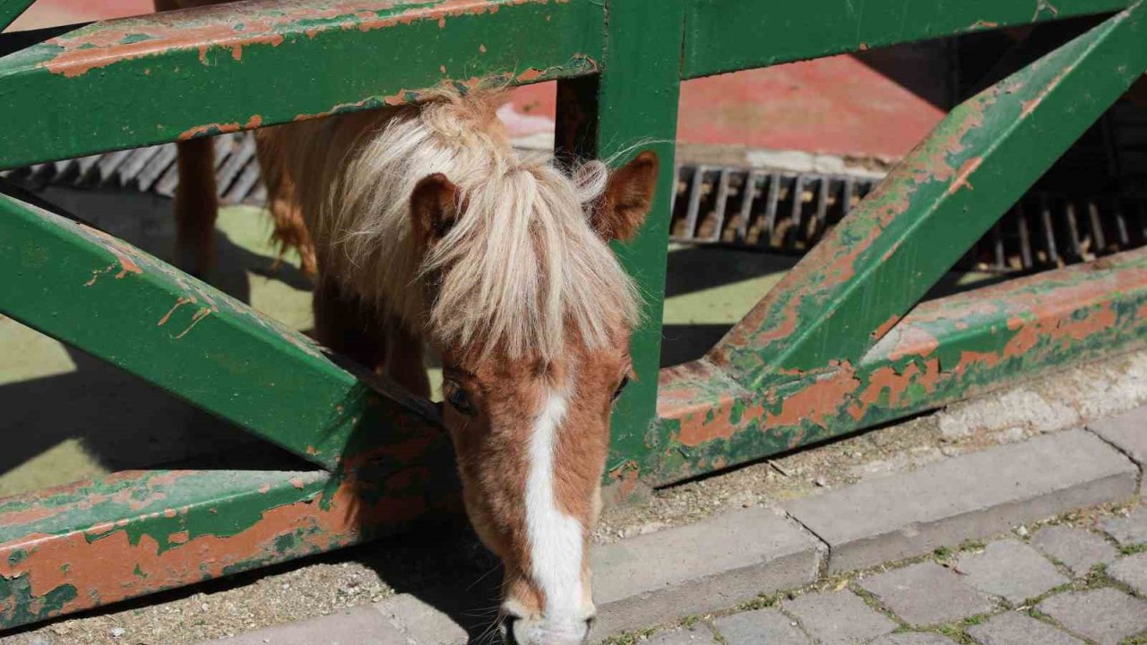 Minikler Evcil Hayvan Parkı’nı Gezdi