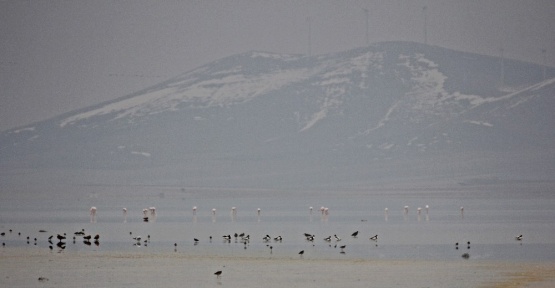 Seyfe Gölü’ne flamingo akını