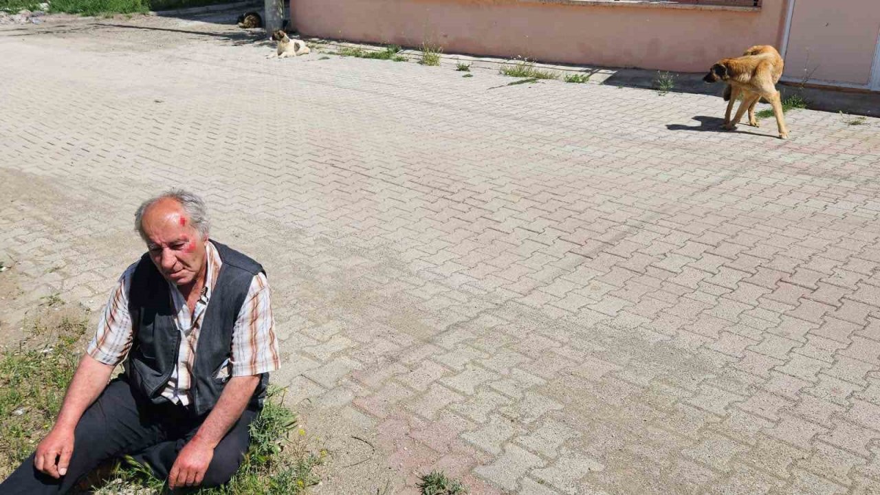 Salda’da Köpeklerin Saldırısına Uğrayan Yaşlı Adam Yaralandı
