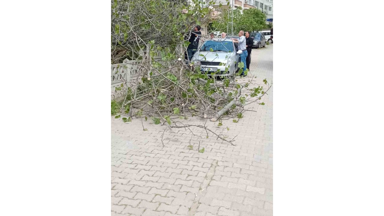 Sinop’ta İncir Ağacı Otomobilin Üstüne Devrildi