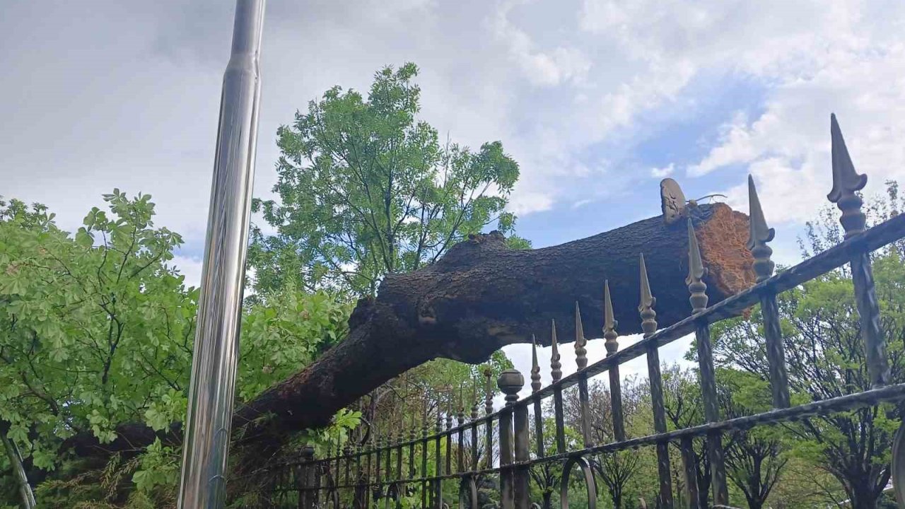 Ankara’da Fırtına Ağaçları Devirdi