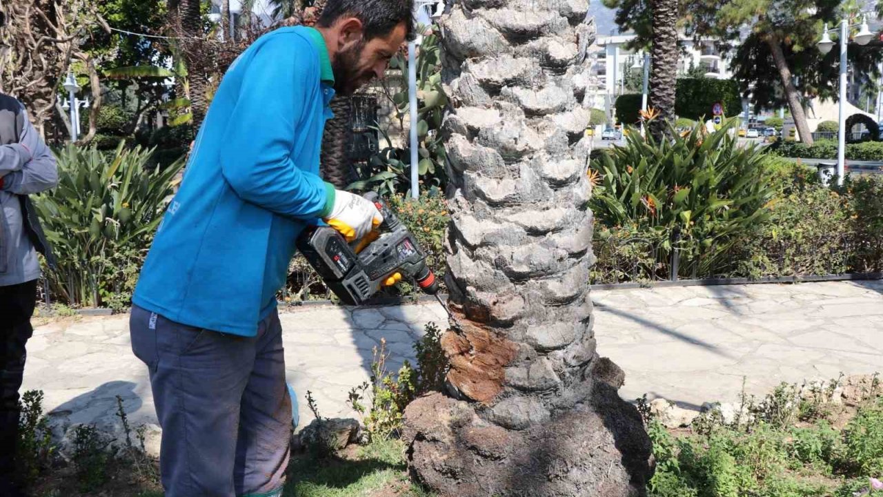 Alanya’da Hurma Ağaçlarına Endoterapiyle Uzun Süreli Koruma Yapıldı