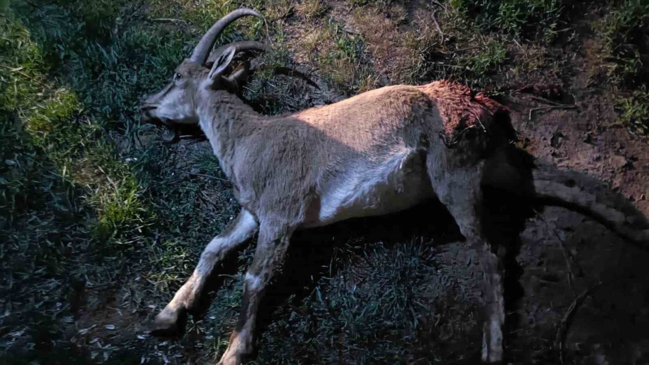 Konya’da Koruma Altındaki Yaban Keçisini Avlayan 2 Kişiye 687 Bin 974 Lira Ceza Kesildi