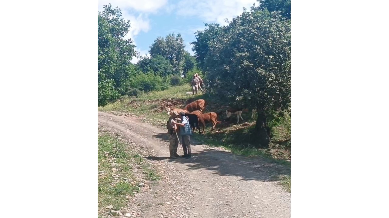 Batman’da Kayıp 15 Büyükbaş Hayvan, Jandarma Tarafından Bulundu