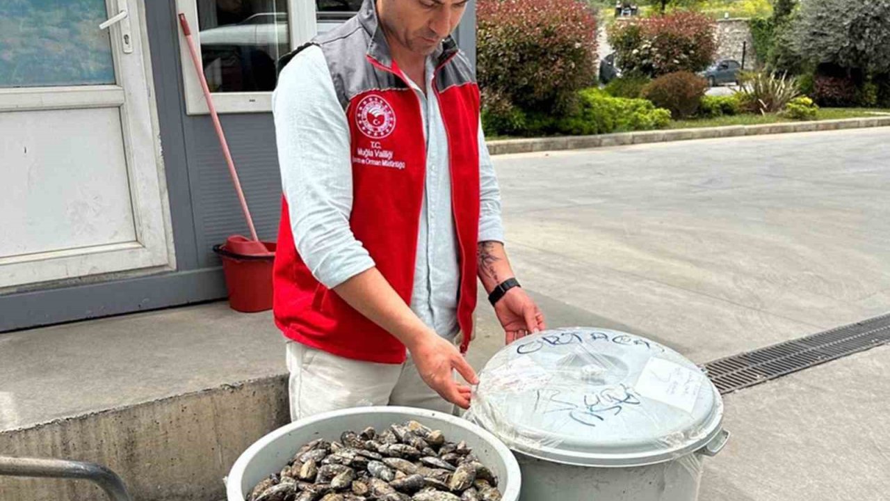 Otobüsün Bagajında Çöp Kovasında Taşınan 100 Kilo Midyeye El Konuldu