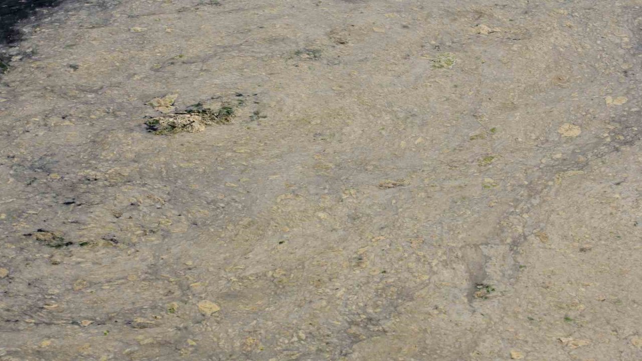 Gemlik Sahilleri’nde Tehlikeli Görüntü...müsilaj Balık Yumurtalarını Öldürüyor