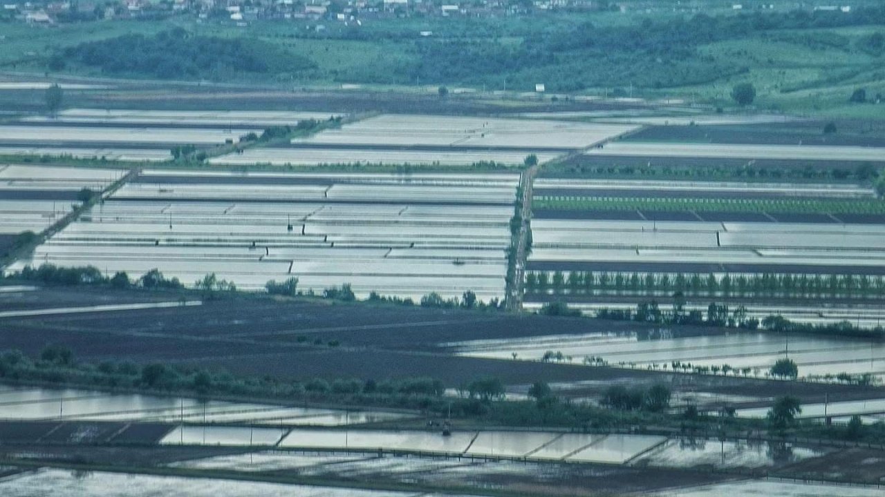 2025 Sezonunda Çeltik Ekimine Sınırlama Uygulanacak