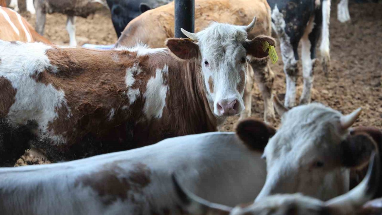 Konya’da Son Zamanlarda Kurbanlık Hayvan Seçiminin Yönü Bu Yıl Büyükbaş Hayvan Oldu