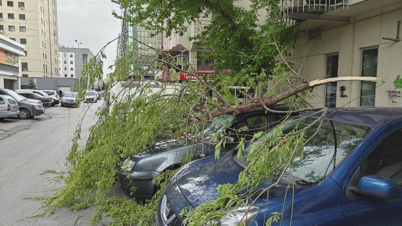 Rüzgarda Kırılan Ağaç Dalı Otomobillerin Üzerine Düştü