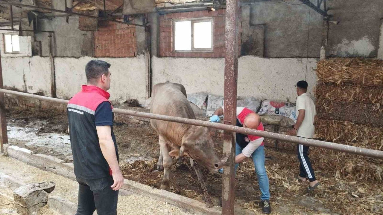 Çorum’da Hayvan Pazarları Kapatıldı