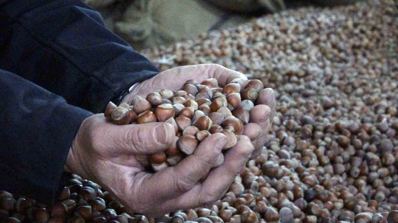 Inc Türkiye Fındık Rekoltesini Açıkladı, Fındık Fiyatları 220 Liradan 180 Liraya Düştü