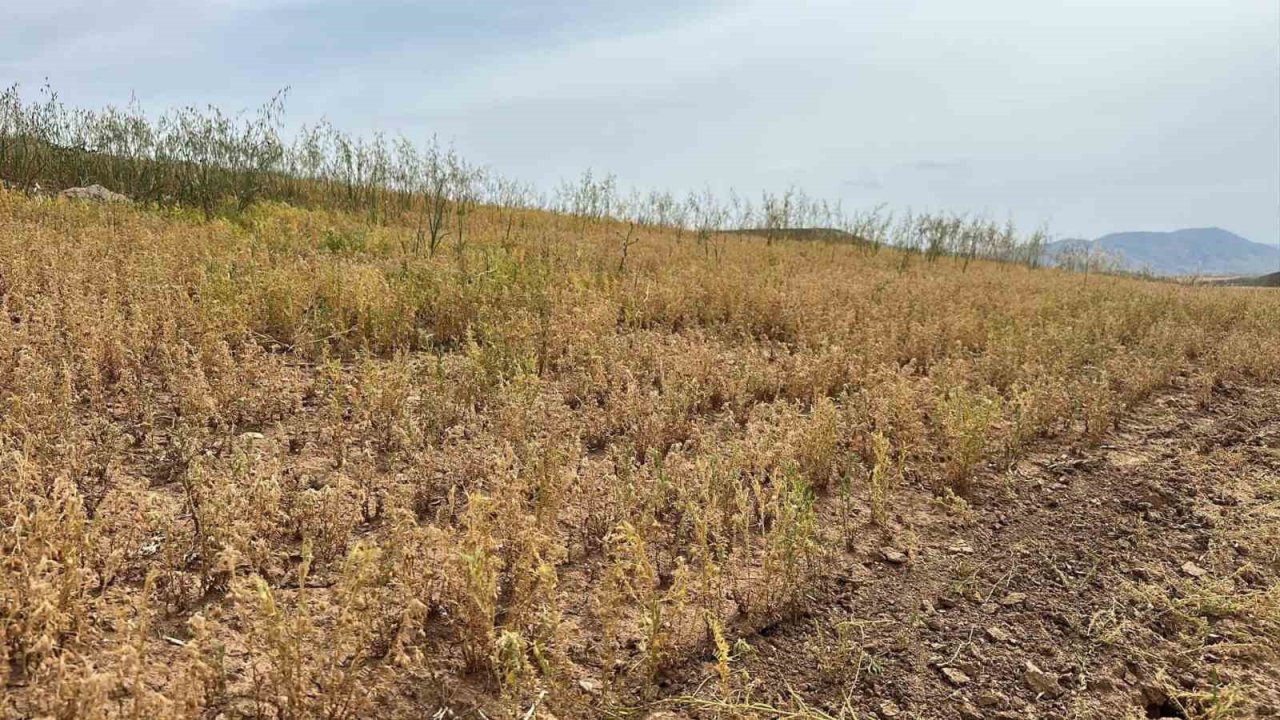 Siirt’te Yılın İlk Mercimek Hasadı Yapıldı