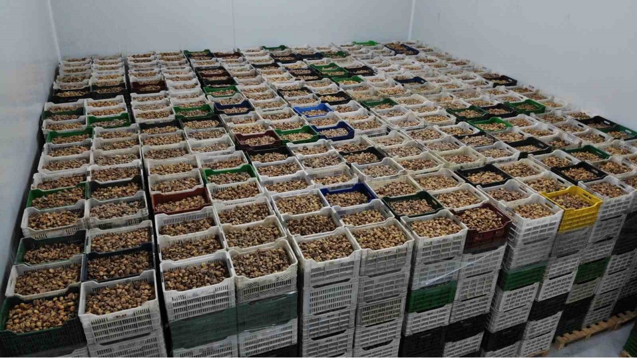 Kuru İncir İhracatı Yüzde 28 Büyüdü