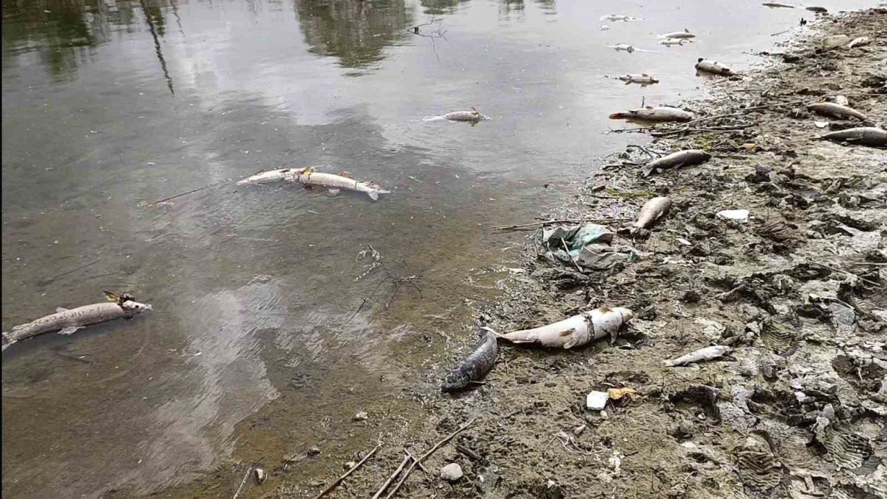 Kızılırmak Nehri’nde Elektrik Akımıyla Avlanan Şahıslar Onlarca Balığı Telef Etti