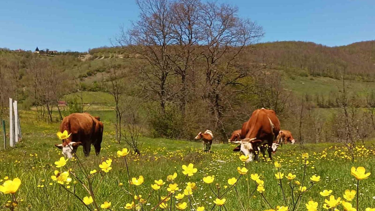Yurt İçi Hayvan Nakillerine Yeni Düzenleme