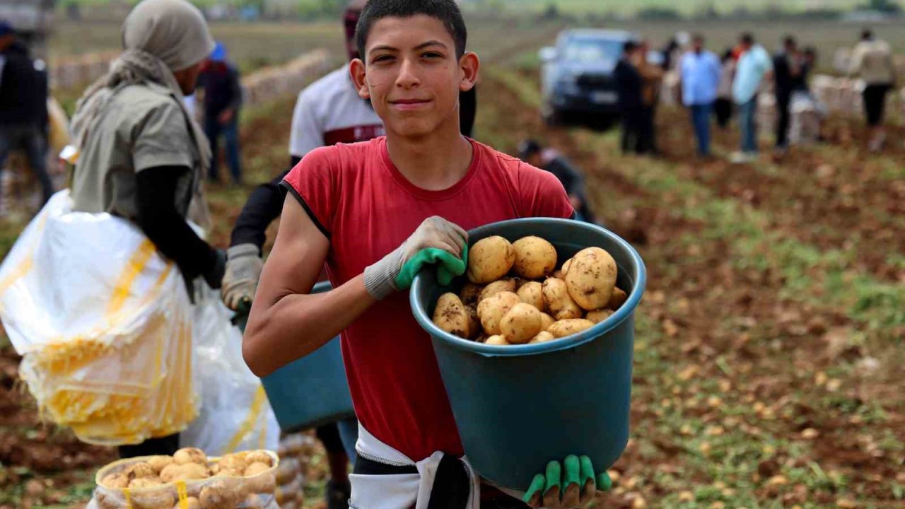 Adana’da Patates Hasadı Başladı, Tarlada Kilogramı 22-24 Lira
