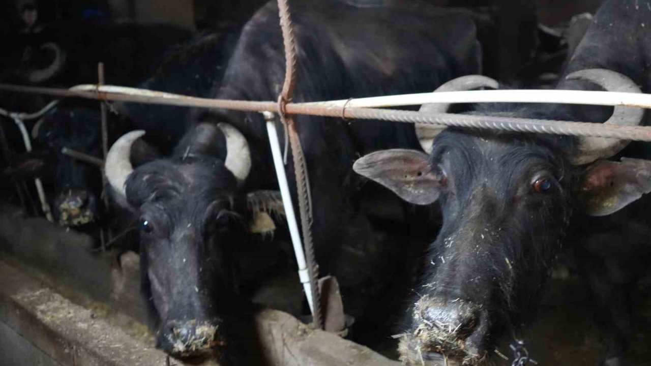 Bayburt’tan İstanbul’a Hayvan Sevki 20 Mayıs’ta Başlıyor