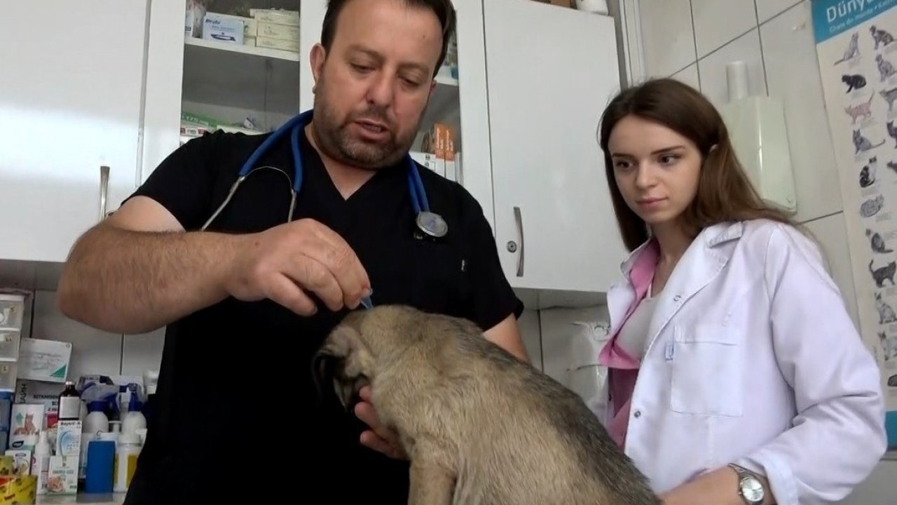 Kenelerin Evcil Hayvanlarla Yayılmasına Karşı Uyarı