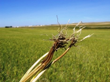 Buğday Üreticilerine Uyarı: Kök Ve Kökboğazı Çürüklüğüne Dikkat