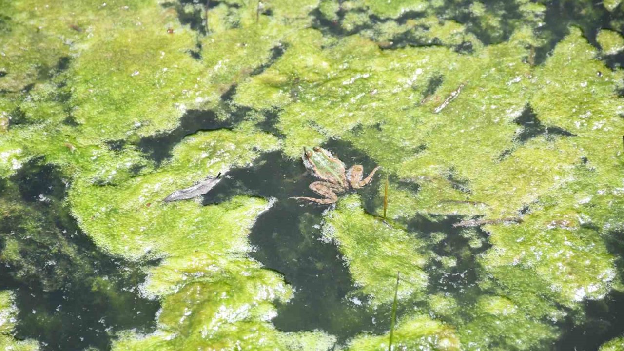 Kurbağaların Üreme Senfonisi Başladı