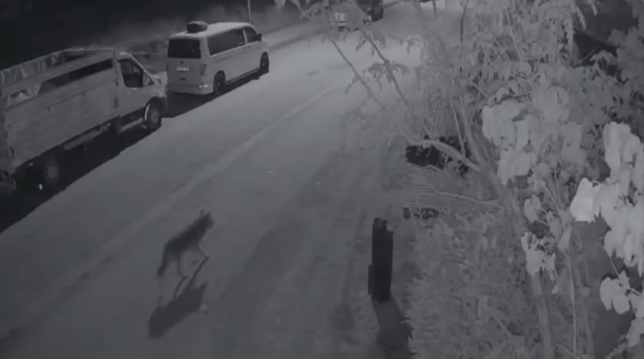 Elazığ’da Aç Kalan Kurt, Şehir Merkezine İndi