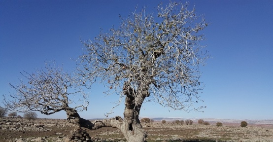 Gaziantep’in anıt ağaçları belirlendi