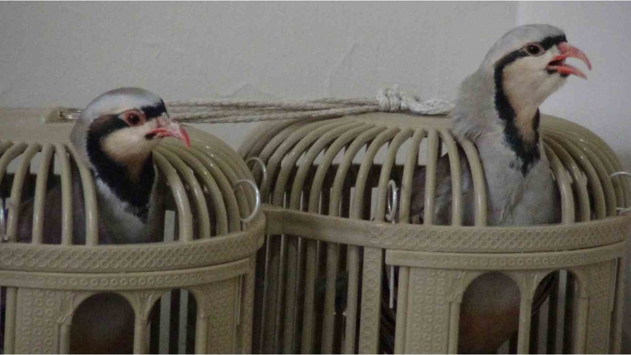 Keklik Kafesi Geçim Kaynağı Oldu