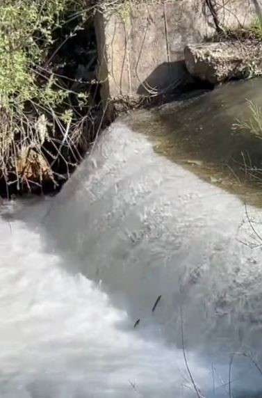 Siraz Balıklarının Akıntıya Karşı Göçü Başladı