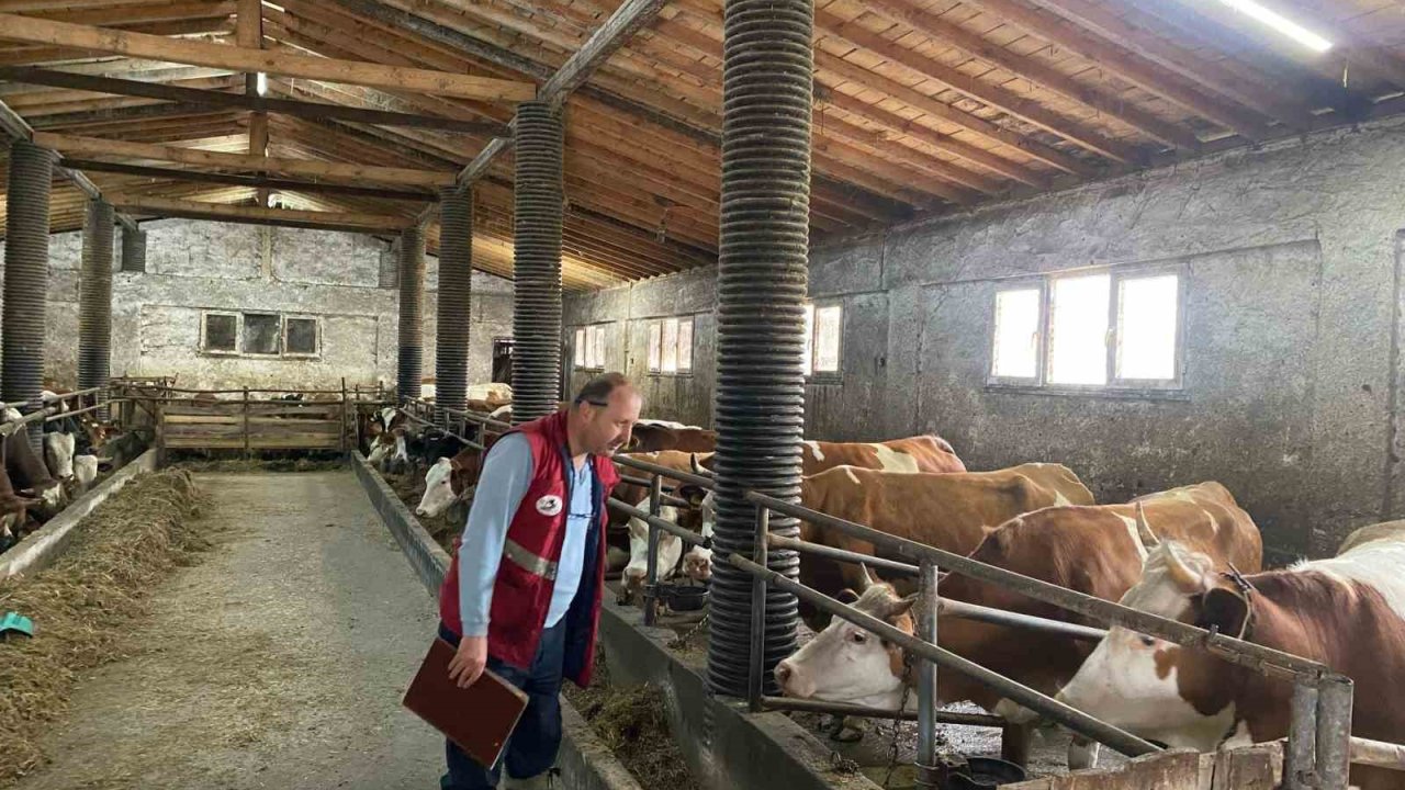 Çarşamba’da Şap Hastalığı Taraması