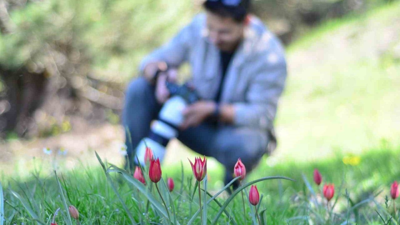 Fotoğraf Tutkunları Manisa Lalesi İçin Spil Dağına Akın Etti
