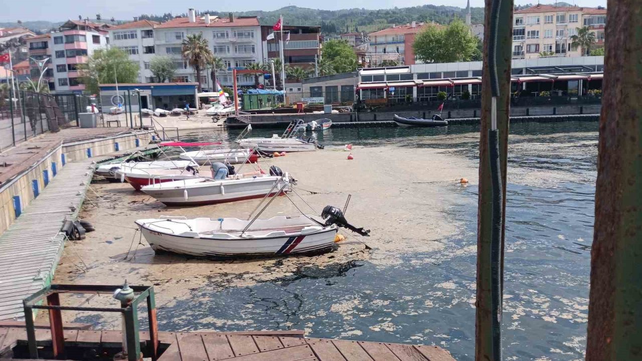 Karamürsel Sahili Müsilajla Kaplandı