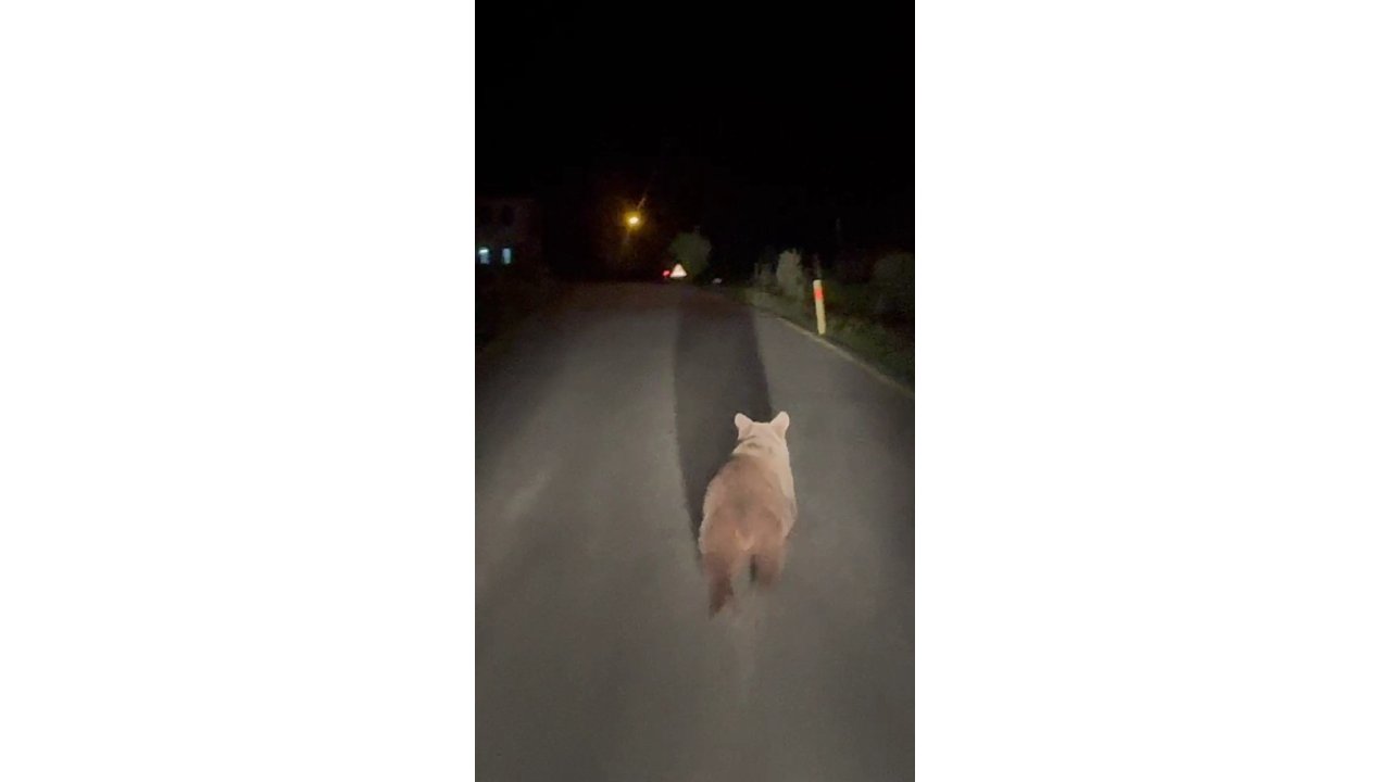 Köy Yolunda Koşan Ayı Kamerada