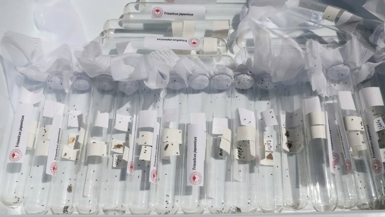 Salihli’de 3 Bin ‘Samuray Arıcığı’ Doğaya Salındı