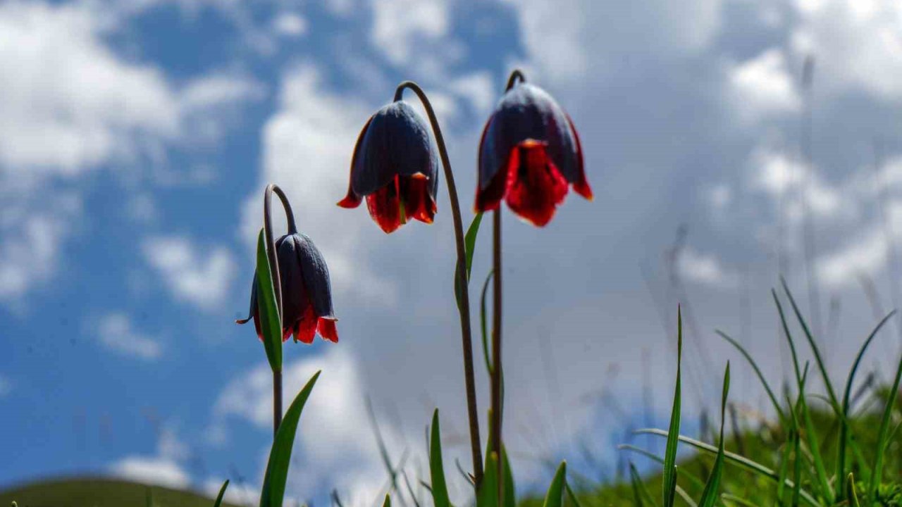 Palandöken’de Kaf Ve Mor Laleler Açtı