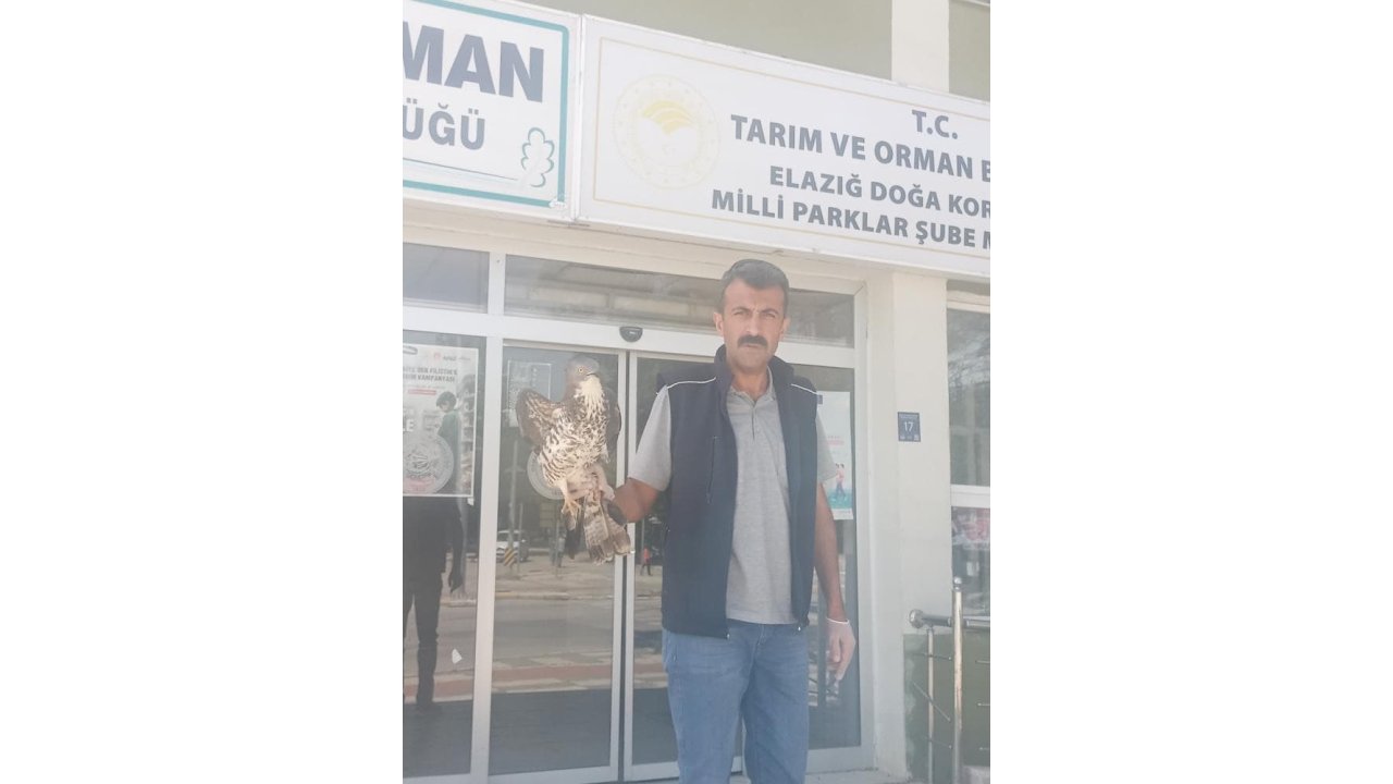 Elazığ’da Yaralı Şahin Tedavi Altına Alındı