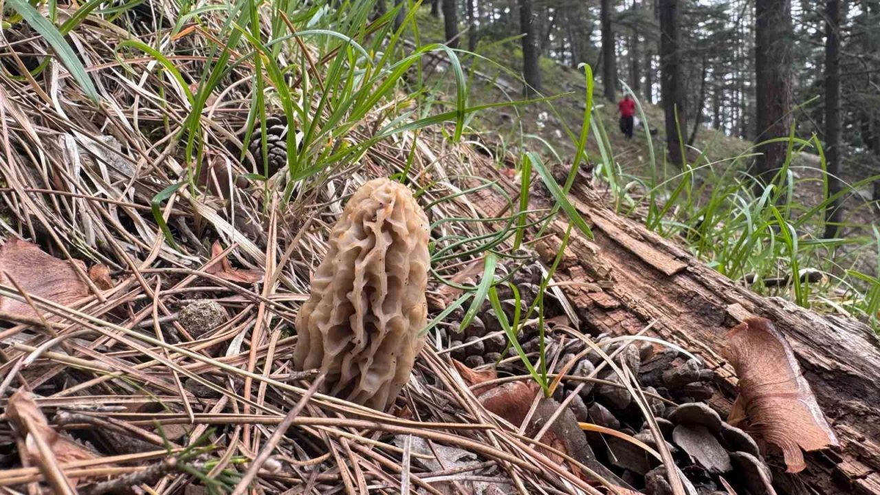 Toplaması Bir Tutku: Torosların Bereketi